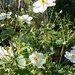 Behind the fence the garden is full to bursting with these beautiful flowers…