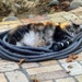 A Garden Hose