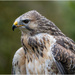 Common Buzzard