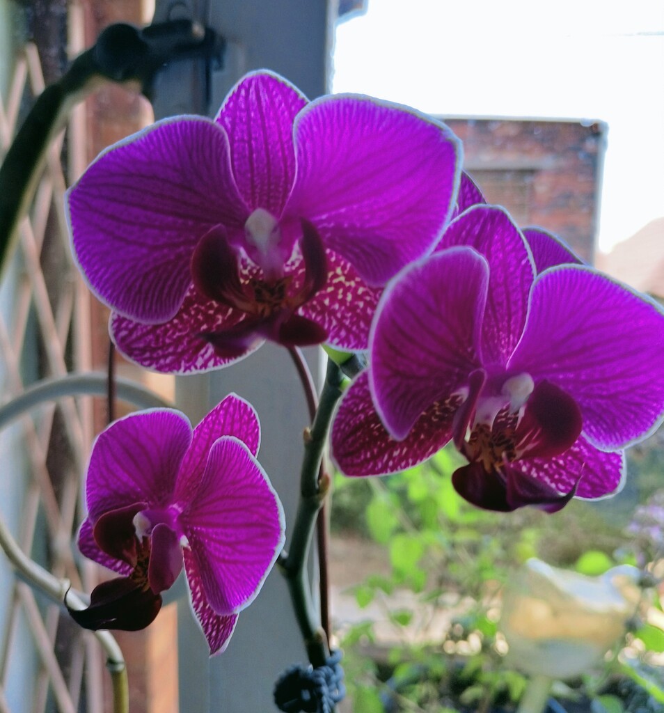 Orchids by mdry