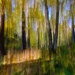 ICM woods