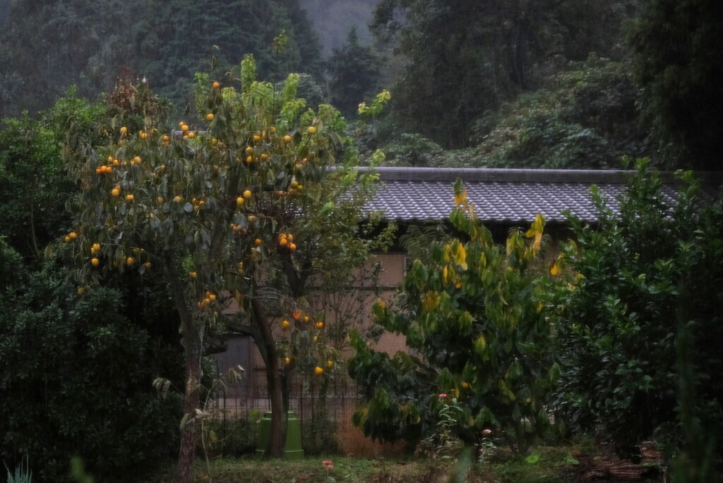 fruit and rain by minsky365