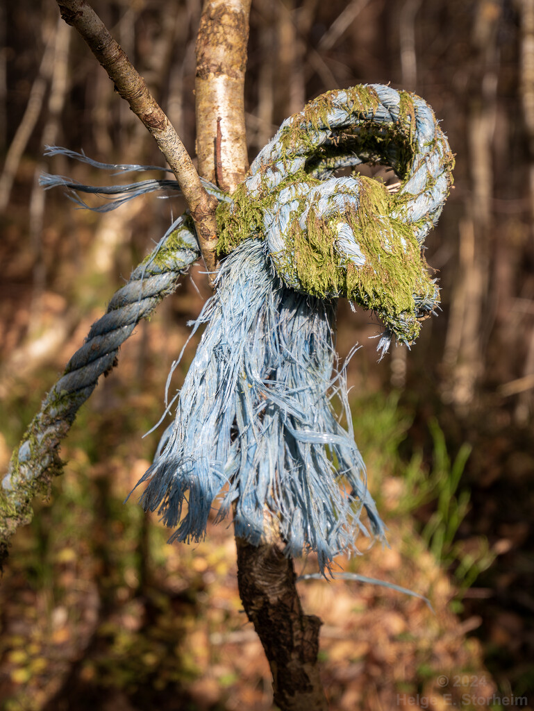 A blue rope tied in a knot hanging in a tree in the woods by helstor365