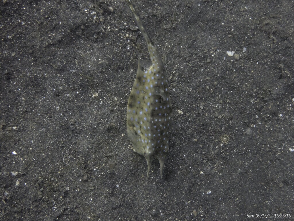 long horn cow fish by wh2021