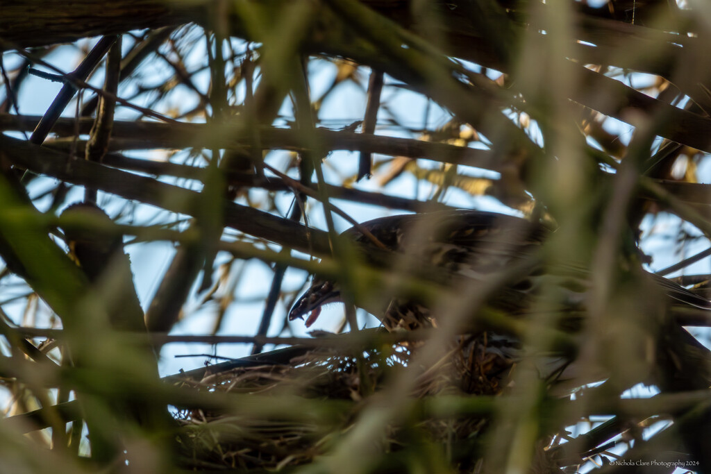 Thrush Update by nickspicsnz