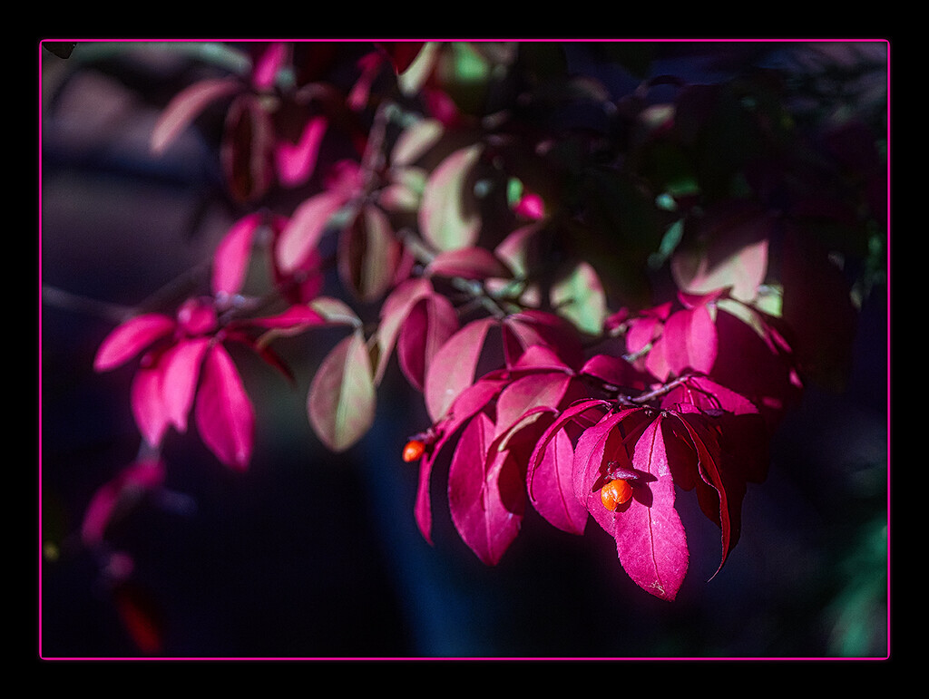 Burning Bush  by gardencat