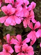 13th Oct 2024 - IMG_7964 geranium 