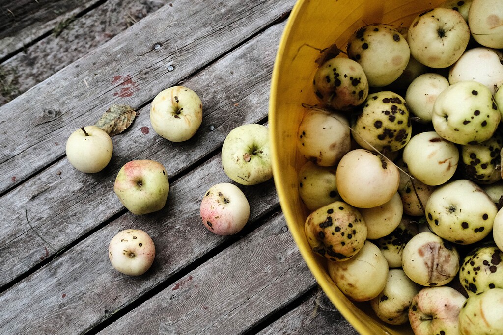 spotty apples by kametty