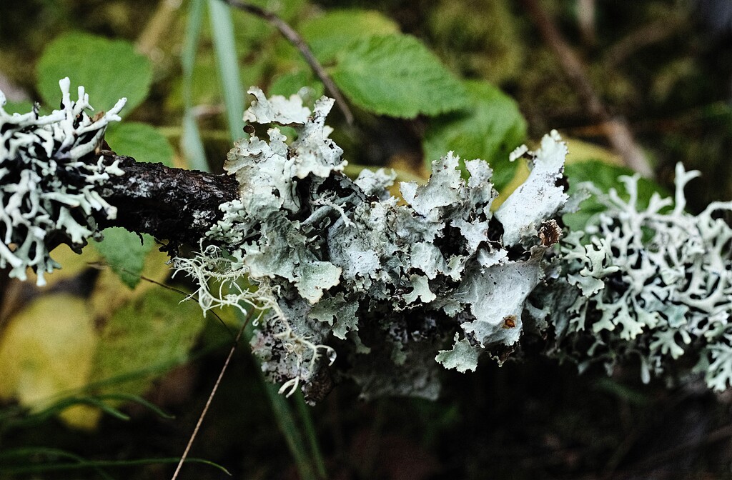 lichen twig by kametty