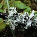 lichen twig