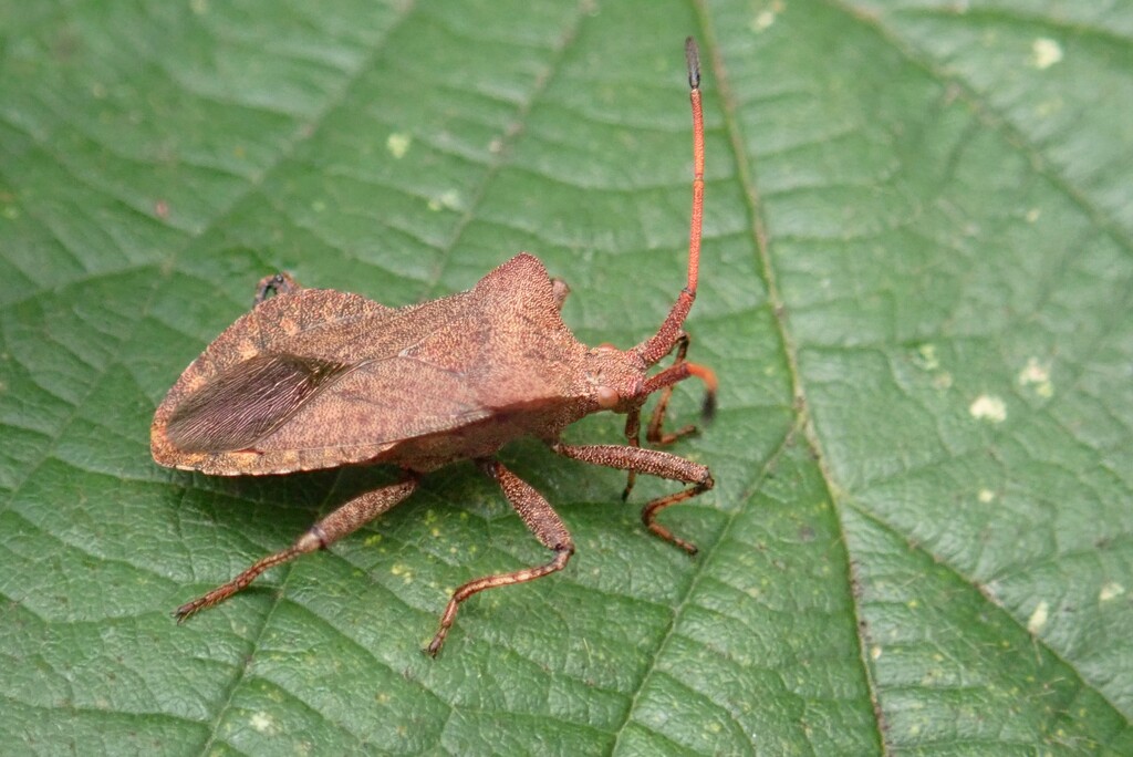 SHIELD BUG  by markp