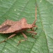 SHIELD BUG 