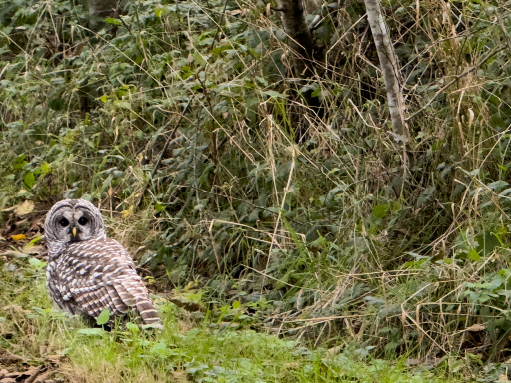 Barred Owl by jgpittenger