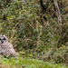 Barred Owl