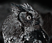 16th Oct 2024 - Day 16 Screech Owl