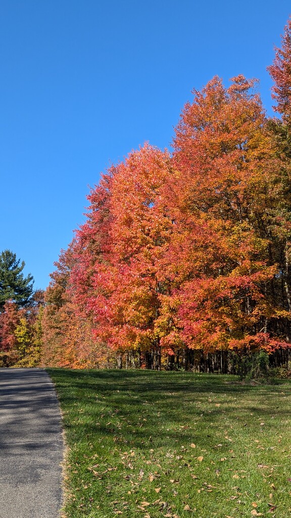 Autumn Trees by julie