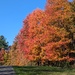 Autumn Trees