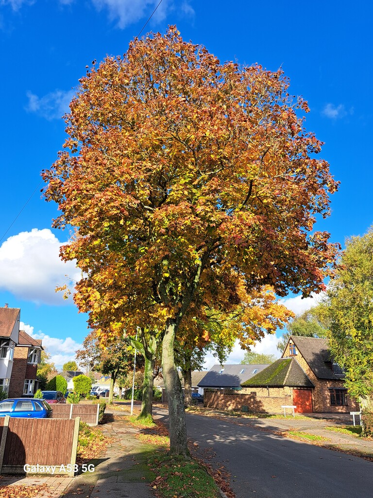 Autumn colours by ludbrook482