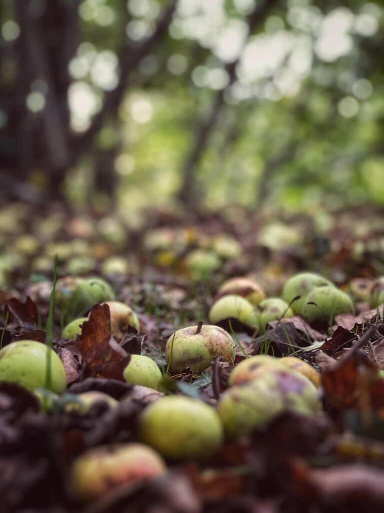 Crab apples by gaillambert