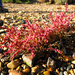 Seaweed or a plant?