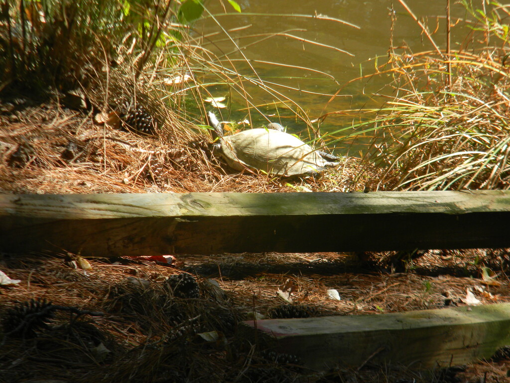 Turtle By Pond  by sfeldphotos