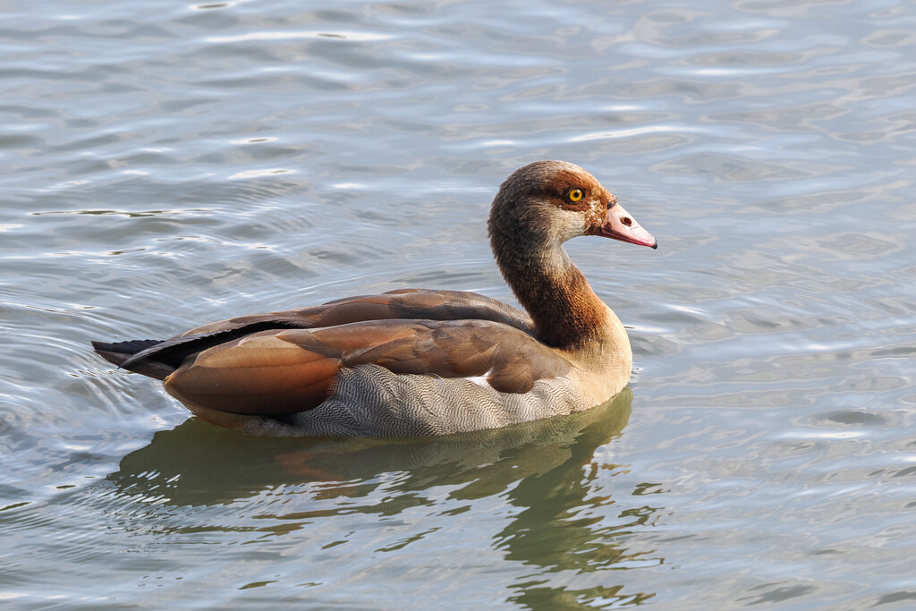 Egyptian Goose by iannicolarps