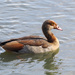 Egyptian Goose