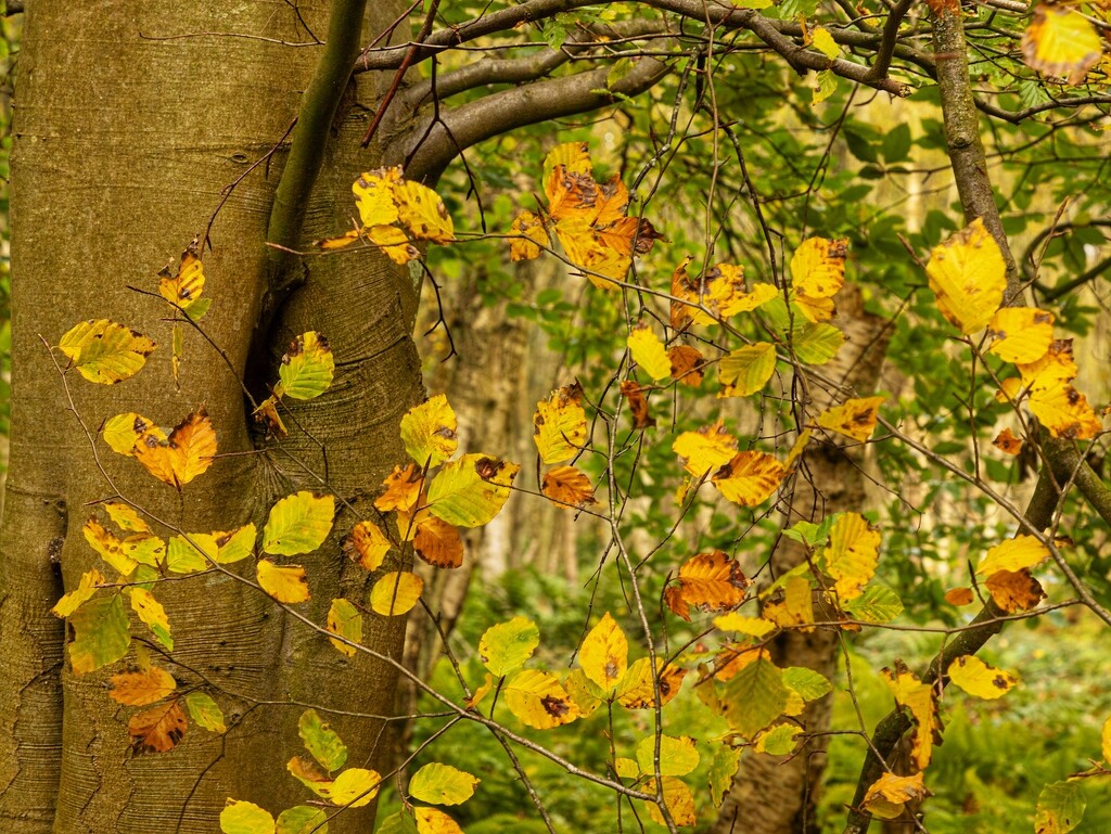 Autumn leaves……. by billdavidson