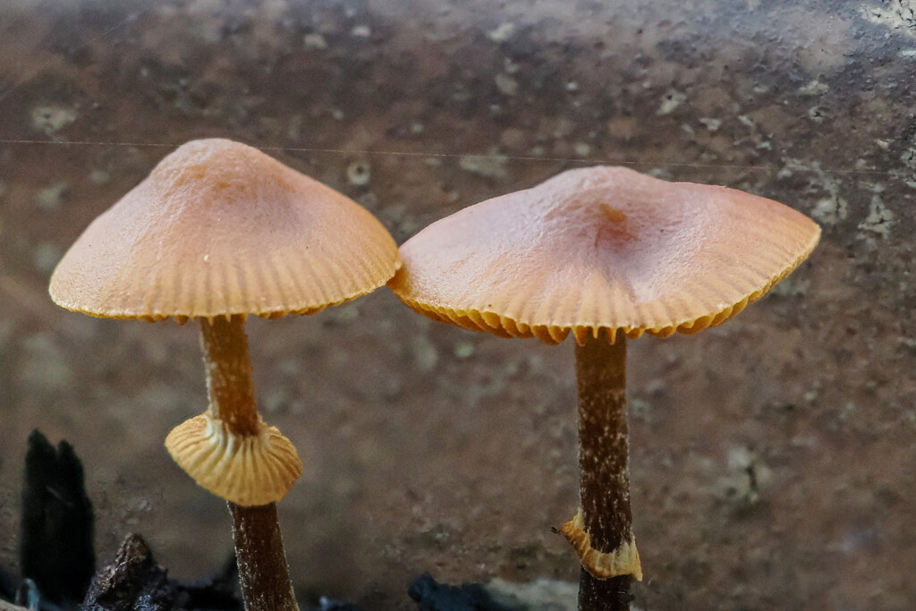 Mushrooms in my plant pot by iannicolarps