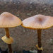 Mushrooms in my plant pot