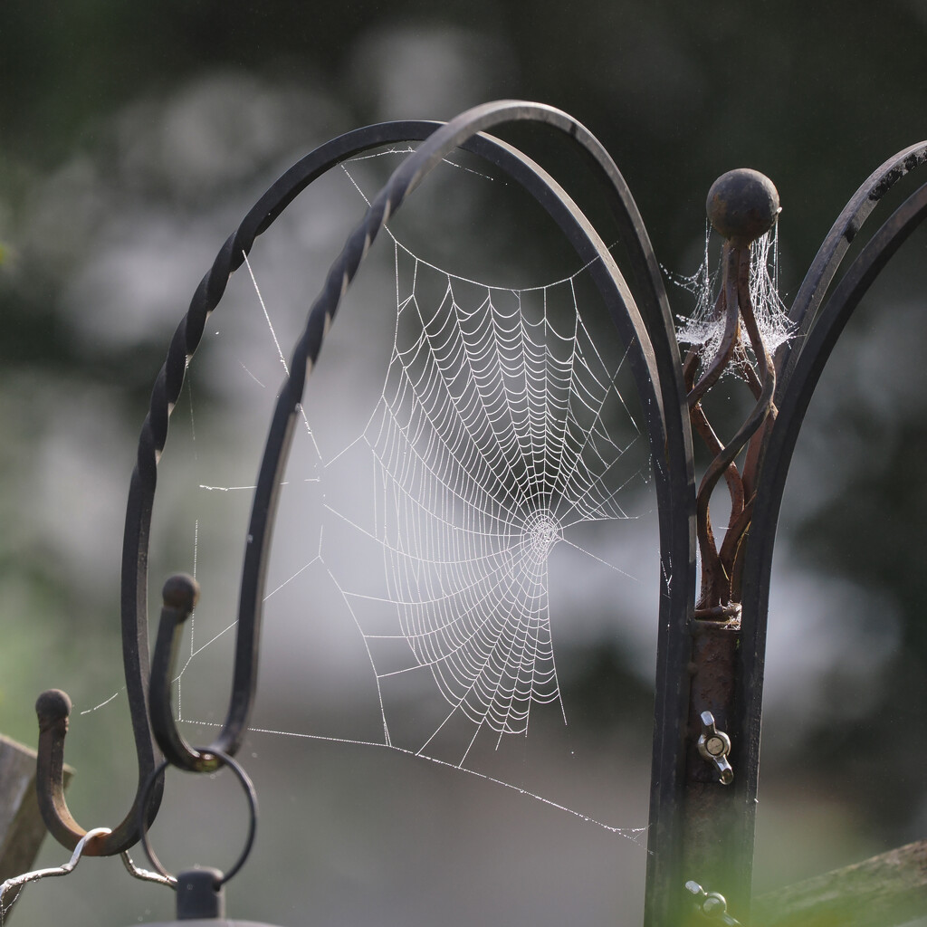 Web in the mist by iannicolarps