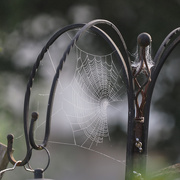 18th Oct 2024 - Web in the mist