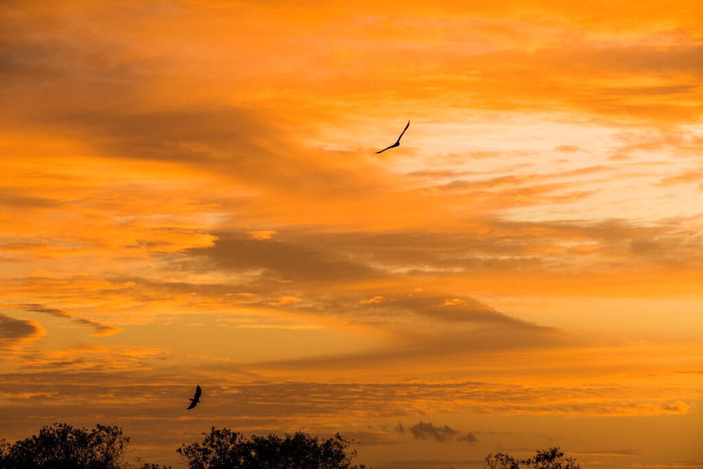 Wind Beneath my Wings by danette