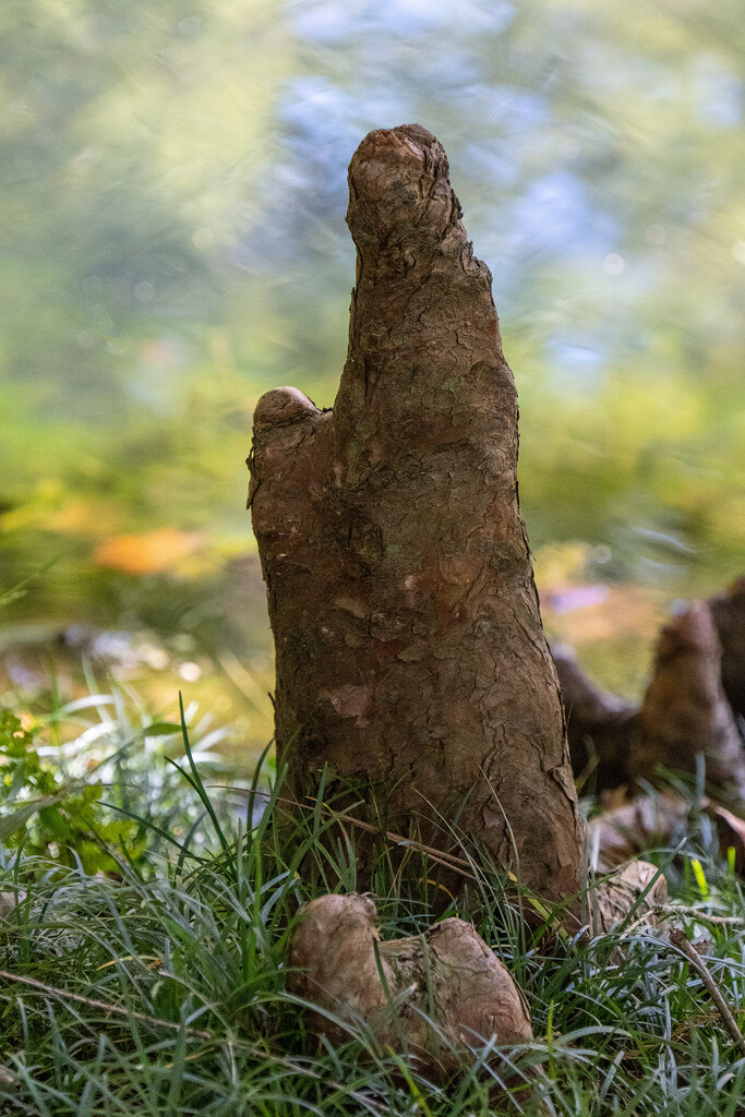 Cypress Knees by k9photo