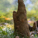 Cypress Knees