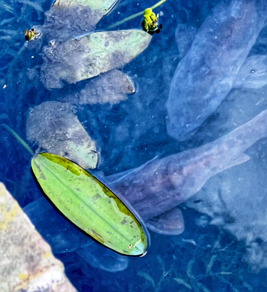 Carp in Water (19) by rensala