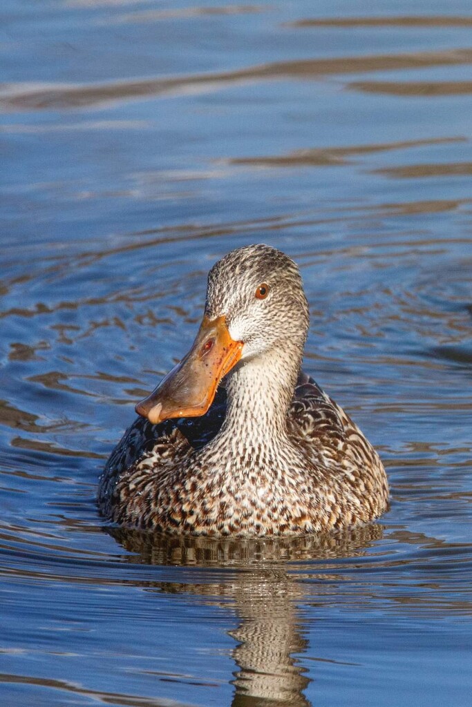 Duck on a pond by tamiwerner