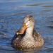 Duck on a pond