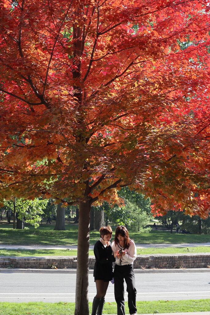 Autumn  Backdrop by 365projectorgheatherb