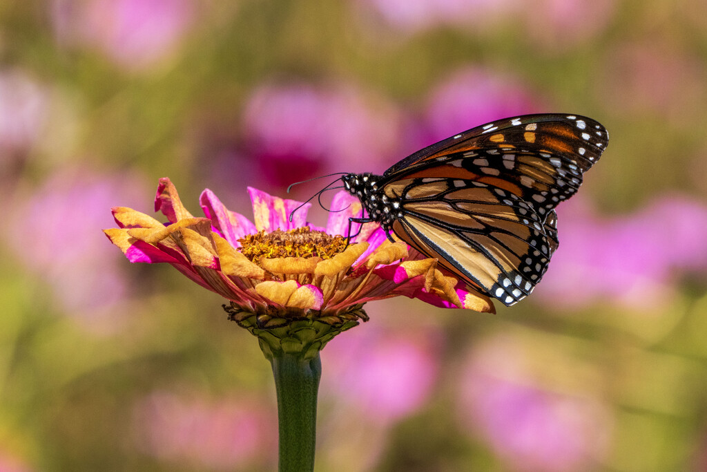 Monarch by kvphoto