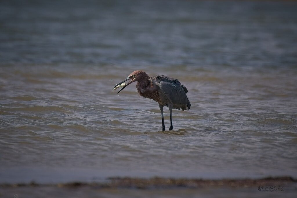 LHG_7294Reddish Egret with fish at Goose Island by rontu