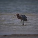 LHG_7294Reddish Egret with fish at Goose Island