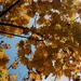 Autumn Leaves 