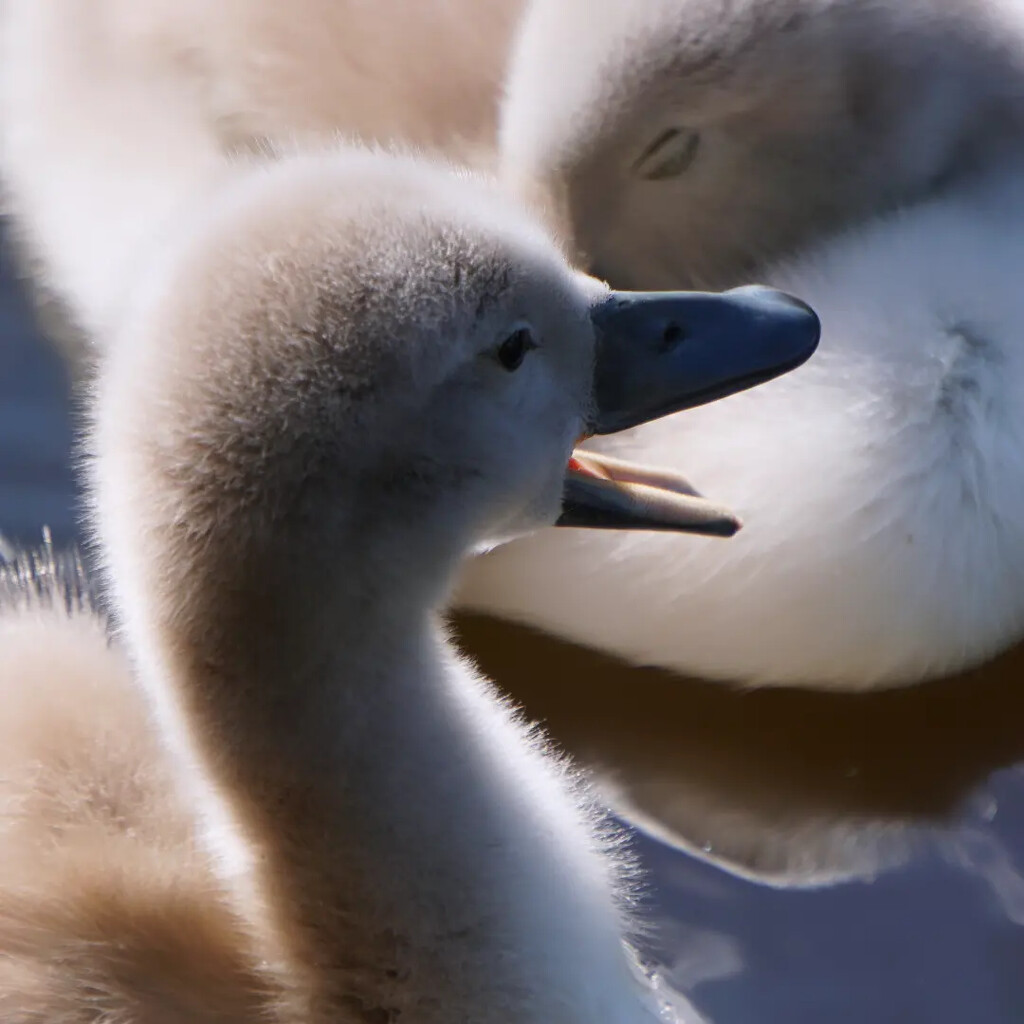 Signets by cherylf