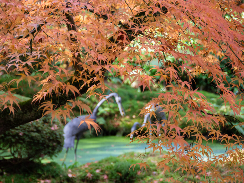 Autumn in the Japanese garden by anncooke76