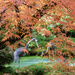 Autumn in the Japanese garden