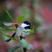 Chickadee