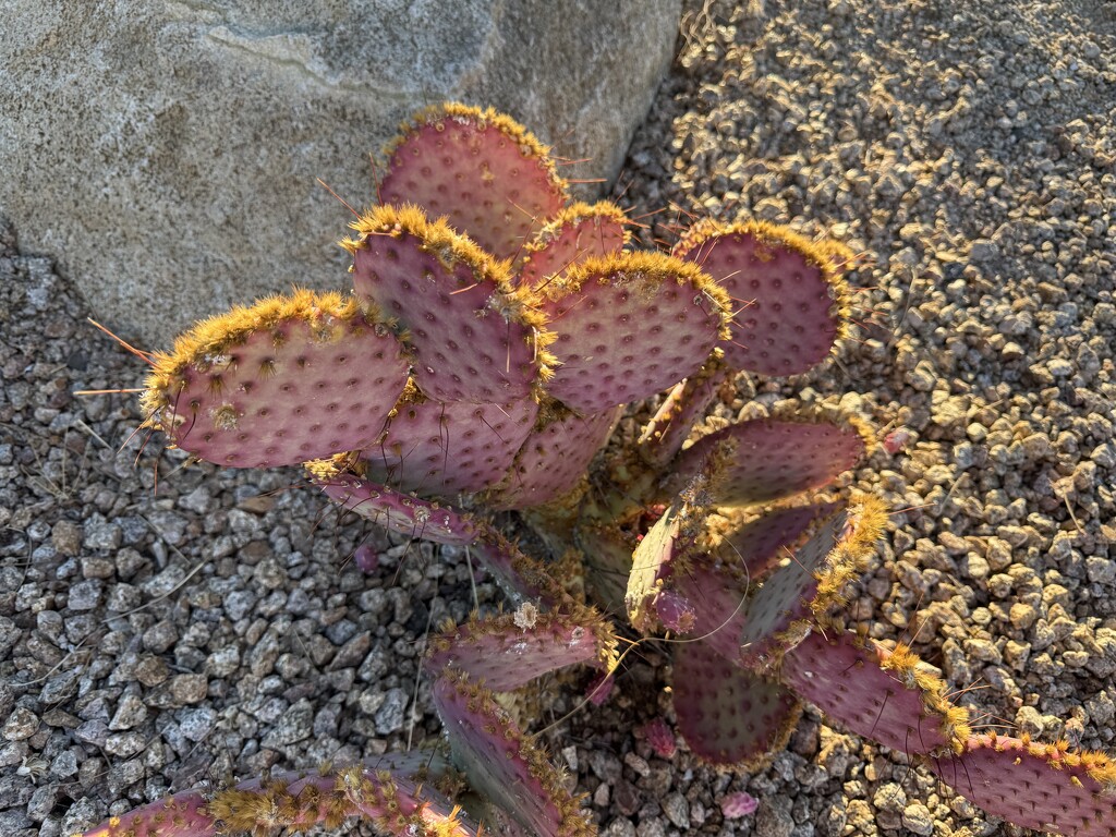 10 16 Sunlight on Prickly Pear Cactus  by sandlily