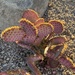 10 16 Sunlight on Prickly Pear Cactus 