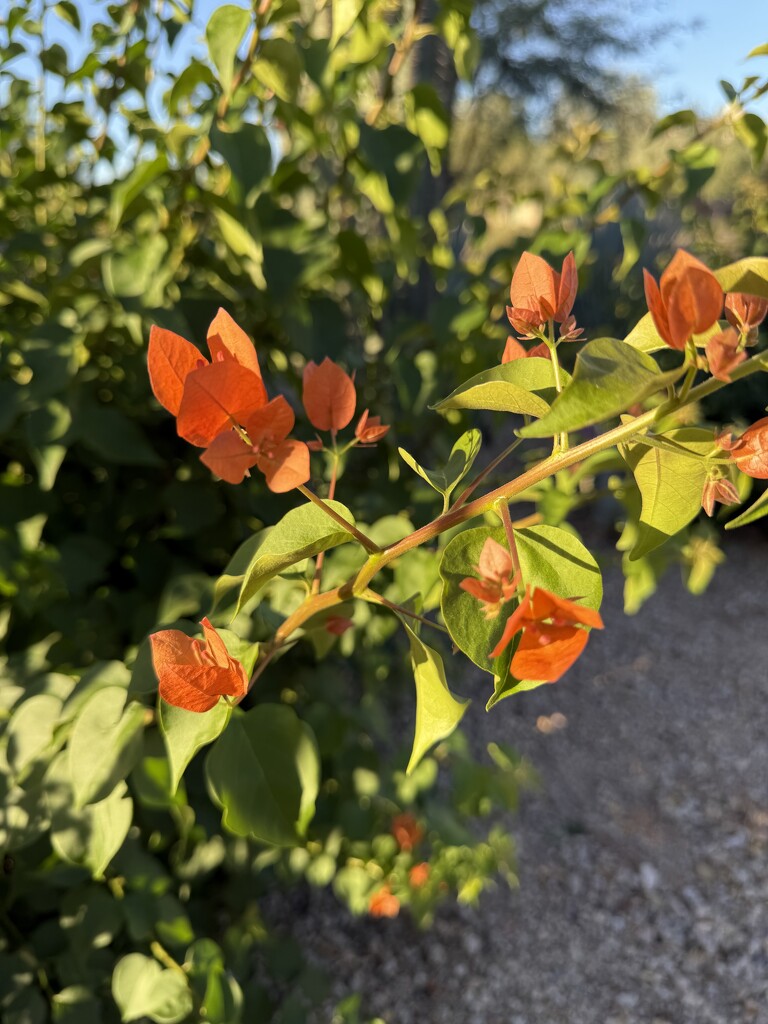 10 16 Bougainvillea at the gate by sandlily